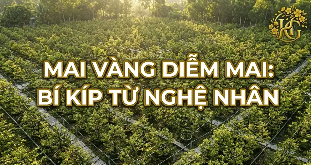 Mai Vàng Diễm Mai: Chuẩn Giống Và Cách Chăm Sóc