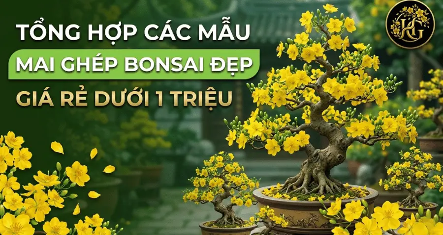 Mẫu Mai Ghép Bonsai Đẹp, Giá Rẻ Dưới 1 Triệu Đồng