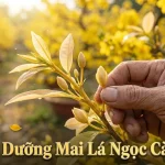 Hướng dẫn chi tiết cách trồng, bón phân và tạo dáng mai lá ngọc cành vàng từ nhà vườn Chợ Lách