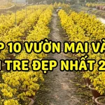 top-10-vuon-mai-dep-va-uy-tin-tai-ben-tre