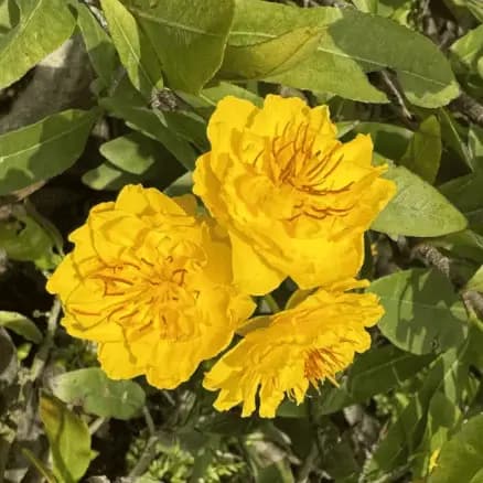 Cúc thọ hương