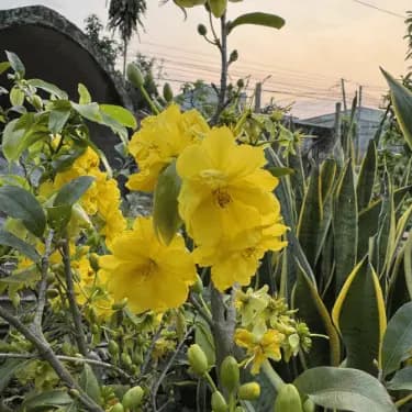 Dảo như ý