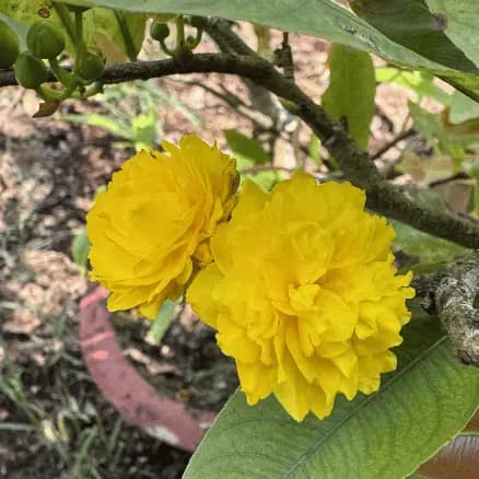 Tinh Hoa Nghệ Thuật Mai Ghép 3