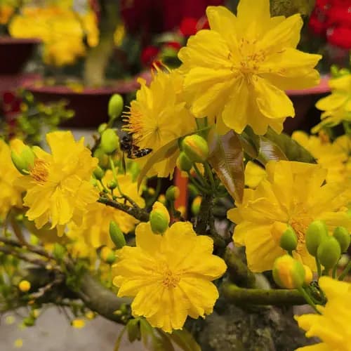 Tinh Hoa Nghệ Thuật Mai Ghép 4