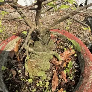 Mai bonsai nghệ thuật