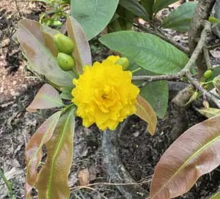 Mai vàng ghép cúc thọ hương