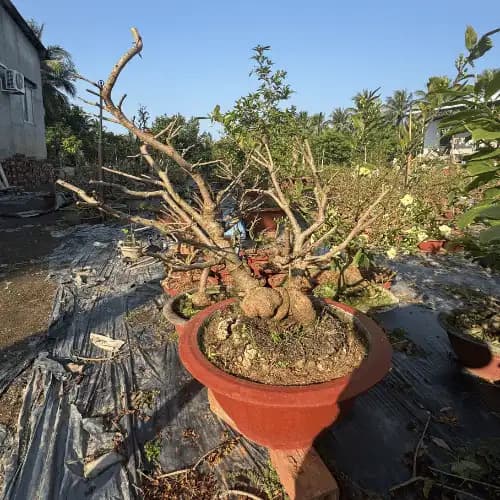 Mai vàng gốc đẹp