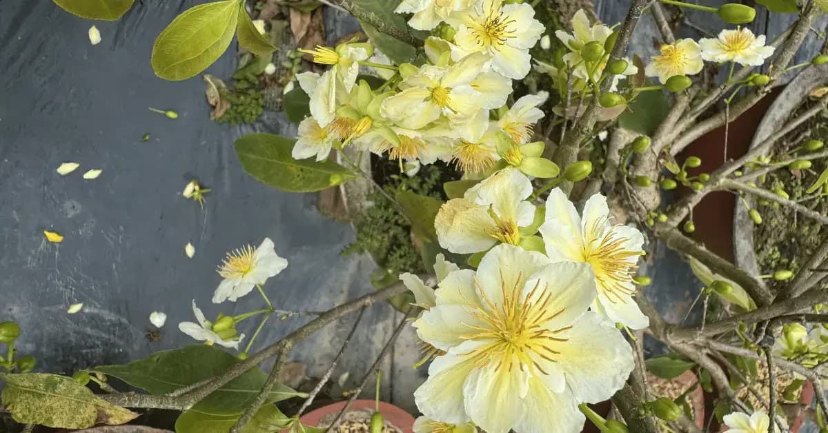 Mai vàng ghép nhị ngọc toàn