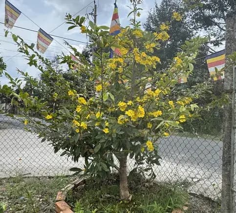 Mai Tàng Nguyên Thuỷ 2