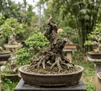 Mai Phôi & Cây Giống