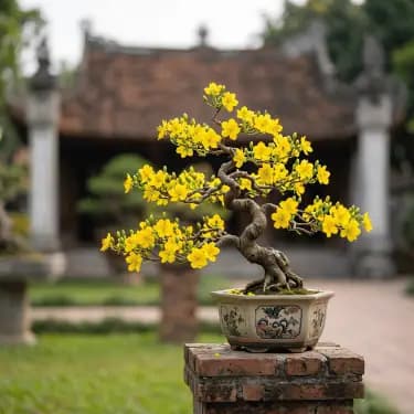 Mai bonsai mini để bàn tinh tế