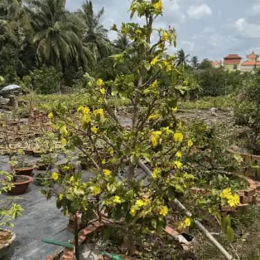 Mai nguyên thủy bông to, nụ chi chít