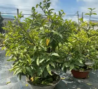 Mai Tàng Nguyên Thuỷ 4