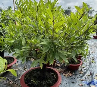 Mai tàng nguyên thủy tán thông tròn trịa