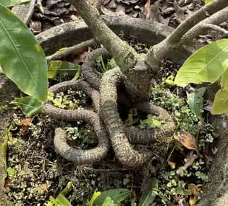 Mai ghép quấn rễ hoa vàng rực rỡ