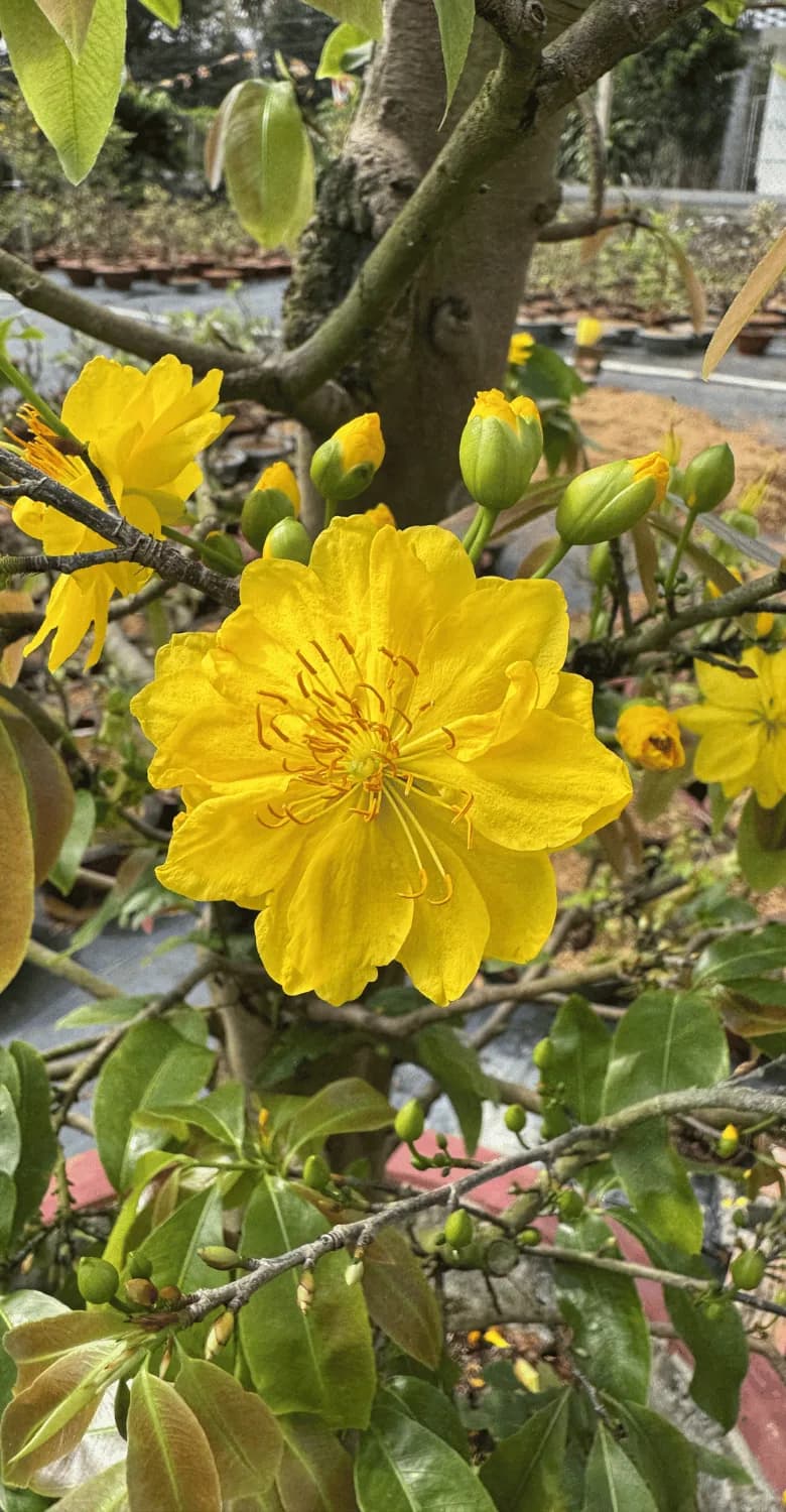 Tư vấn chăm mai vàng