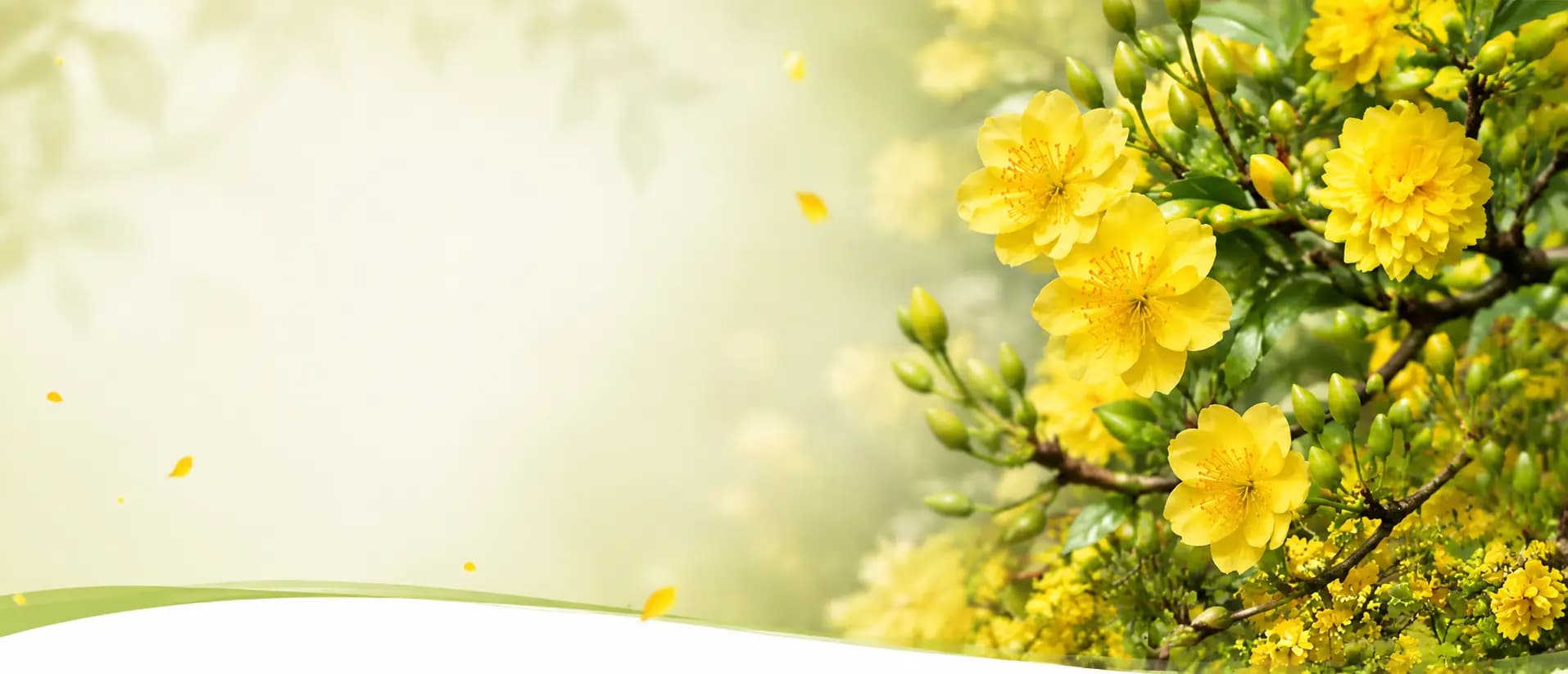 Cành mai vàng đang nở tại Vườn Mai Hồ Gia