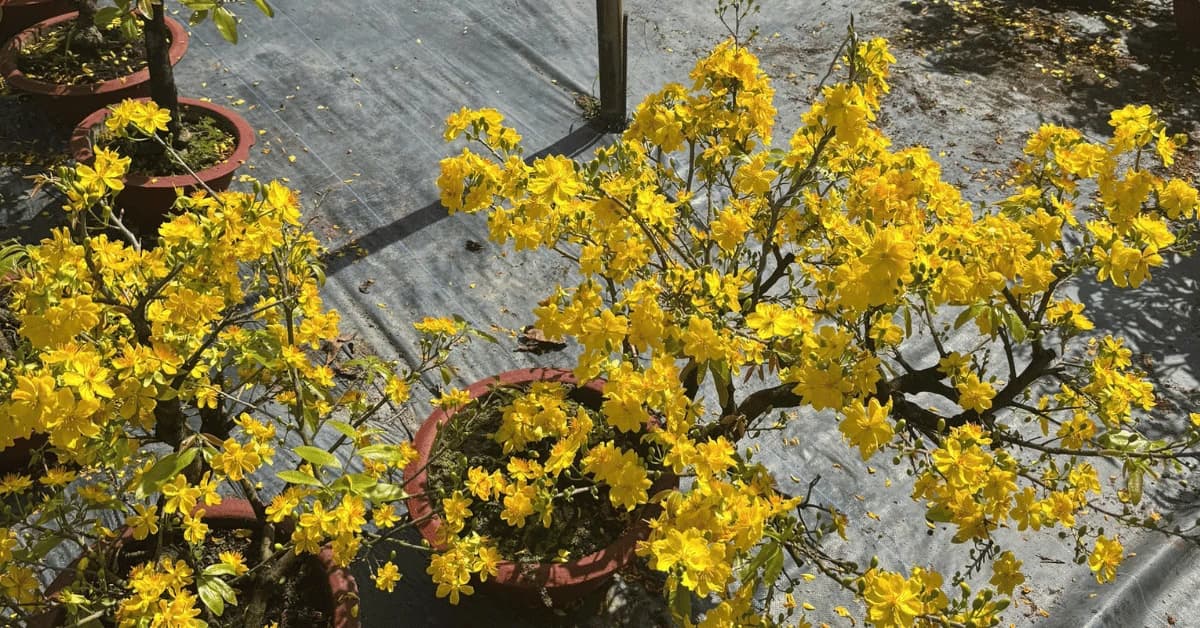 Kinh Nghiệm Côn Mai Sau Tết: Bí Quyết Giữ Dáng, Kích Nụ