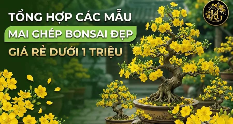 Mẫu Mai Ghép Bonsai Đẹp, Giá Rẻ Dưới 1 Triệu Đồng