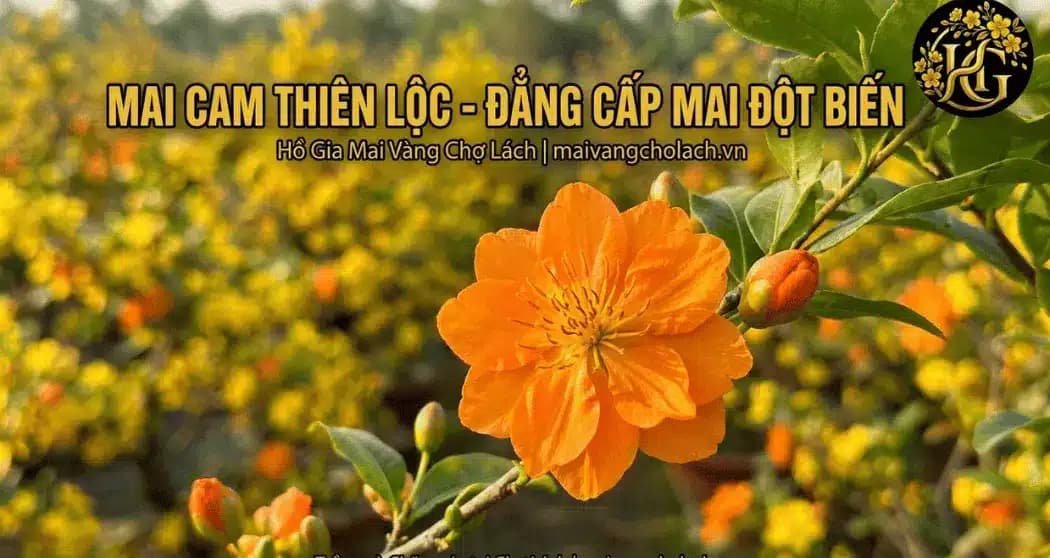 Mai Cam Thiên Lộc: Tuyệt Kỹ Chăm Sóc Từ Nghệ Nhân Chợ Lách