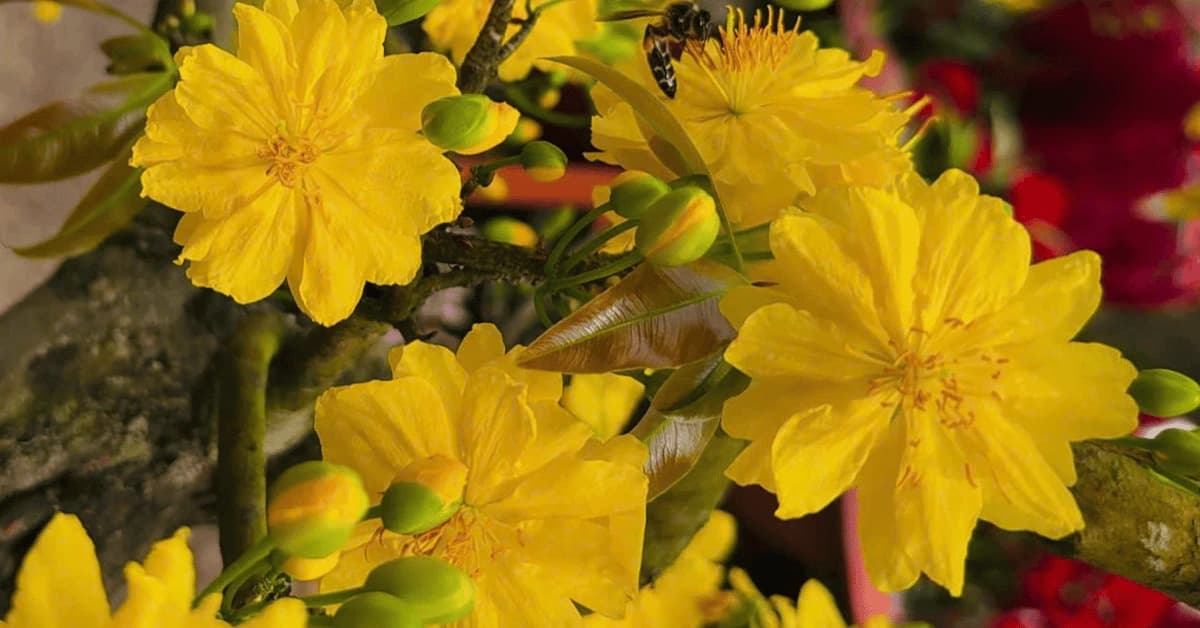 Mai Ghép Đại Lộc: Cách Chăm Sóc Và Kỹ Thuật Nuôi Nụ Chuẩn