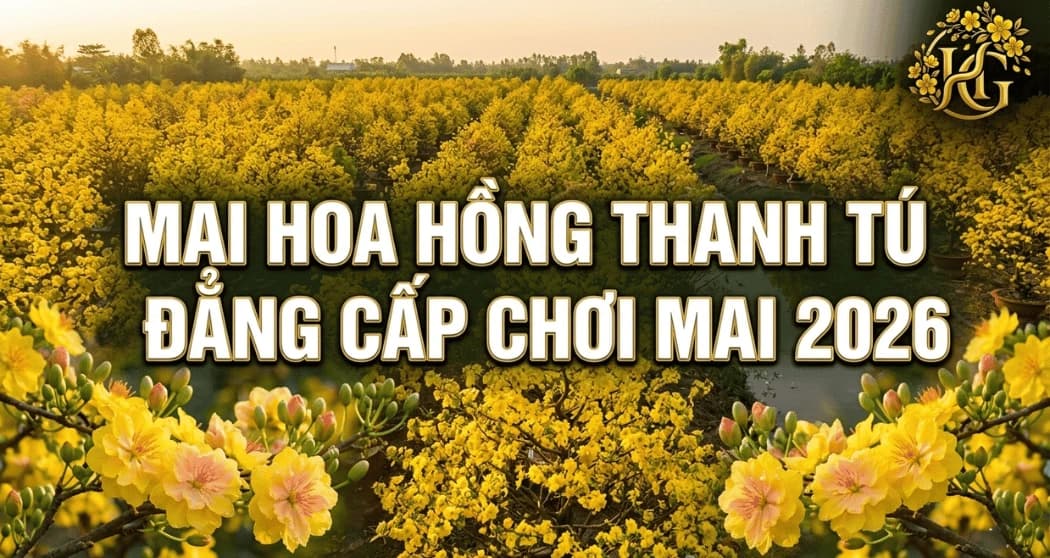 Mai Hoa Hồng Thanh Tú: Tuyệt Tác 2026 & Cách Chăm Sóc A-Z