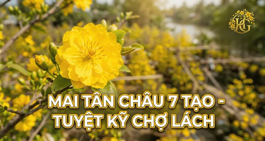 Mai Tân Châu 7 Tạo: Bí Kíp Chăm Sóc Và Đặc Điểm