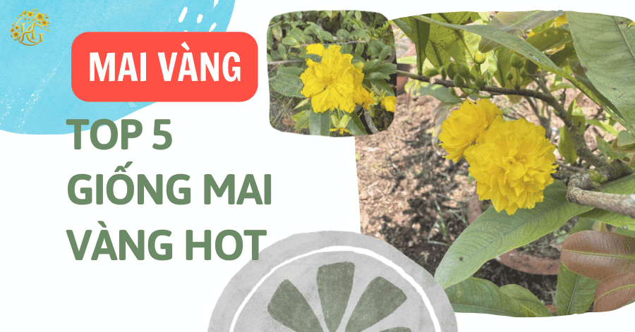 Top 5 Giống Mai Vàng Đáng Chơi Và Hot Nhất Hiện Nay