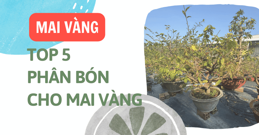 Top 5 Loại Phân Bón Cho Mai Vàng Tốt Nhất Cây Khoẻ, Nở Đều