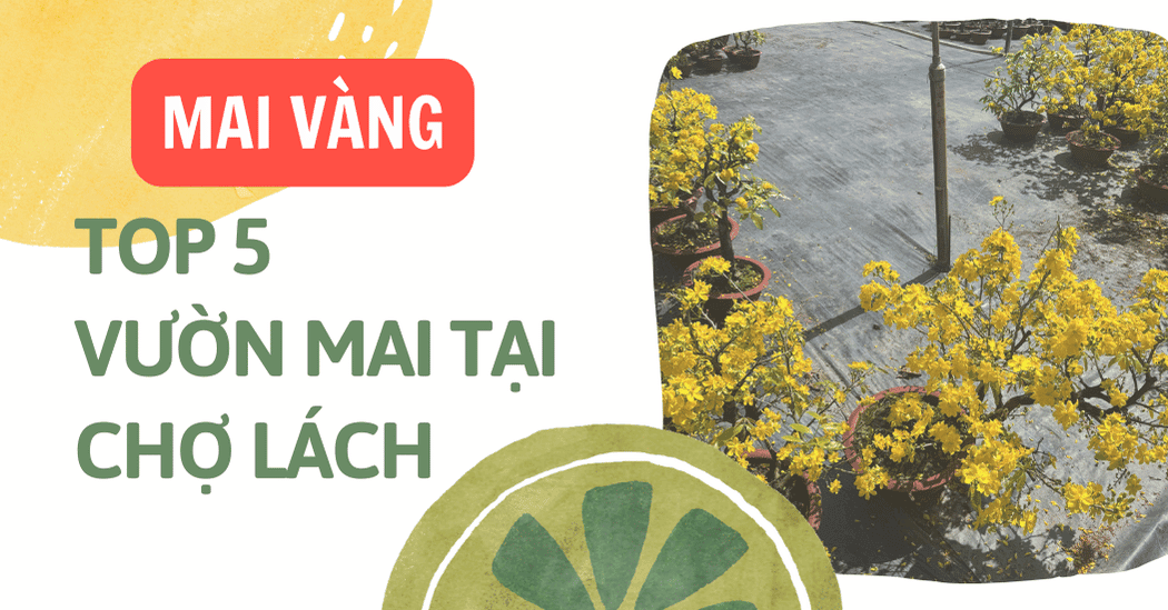 Top 5 Vườn Mai Uy Tín Tại Chợ Lách Bến Tre Tốt Nhất