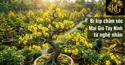 Hoa Mai Gió Tây Ninh: Cách Chăm Sóc & Kỹ Thuật Nở Đúng Tết