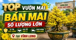 Top Vườn Mai Bán Mai Số Lượng Lớn Uy Tín Tại Vĩnh Long