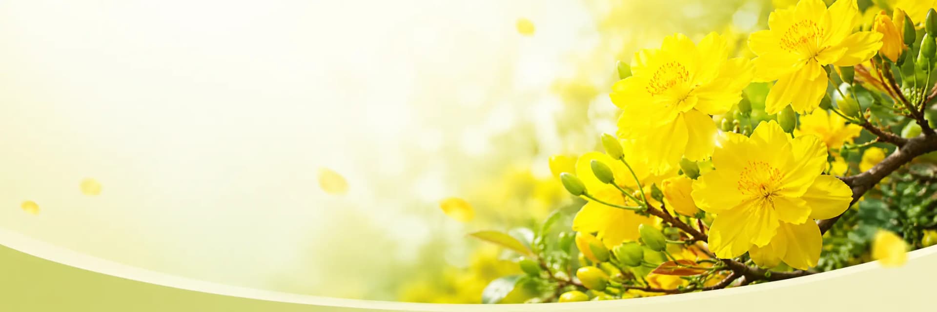 Các dòng mai vàng Chợ Lách tại Vườn Mai Hồ Gia