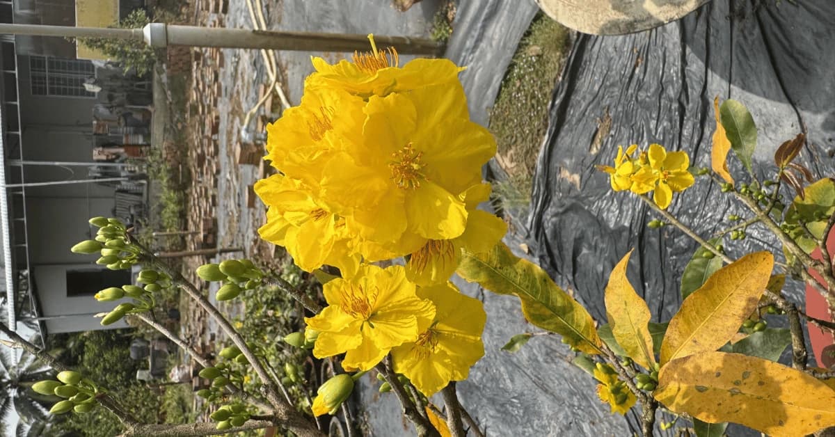 Mai Dảo Ông Thầy: Đặc Điểm Và Cách Chăm Sóc Chuẩn Nhất