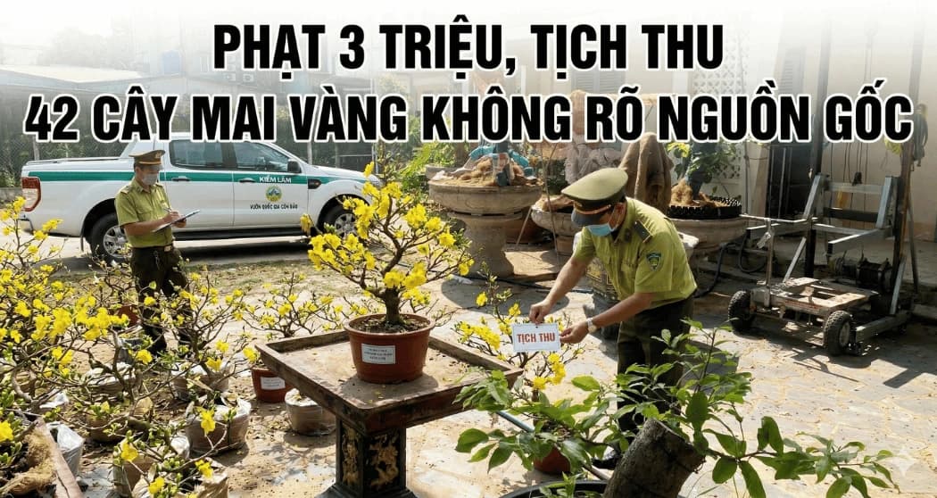 Phạt 3 triệu, tịch thu 42 cây mai vàng không rõ nguồn gốc