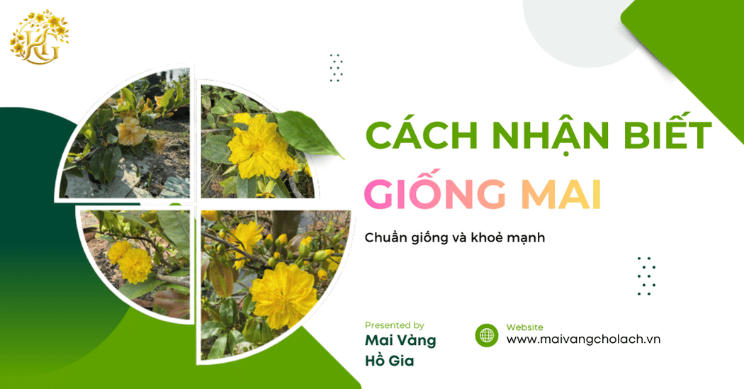 cach-nhan-biet-giong-mai-chuan-va-khoe-manh