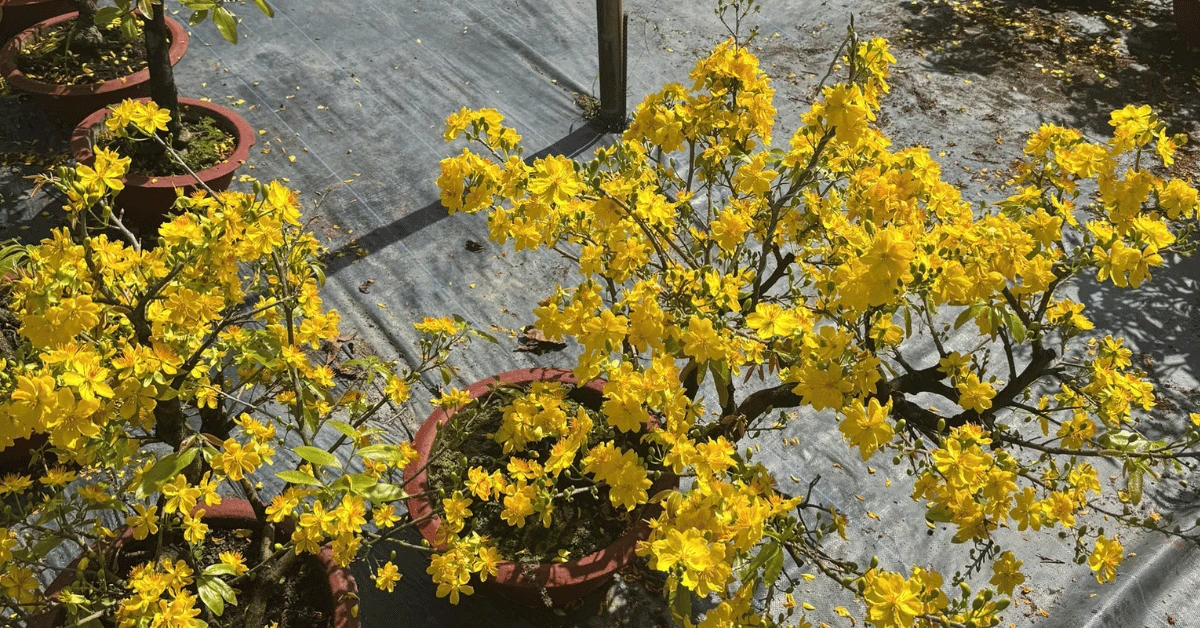 ky-thuat-cat-tia-mai-sau-tet (1)