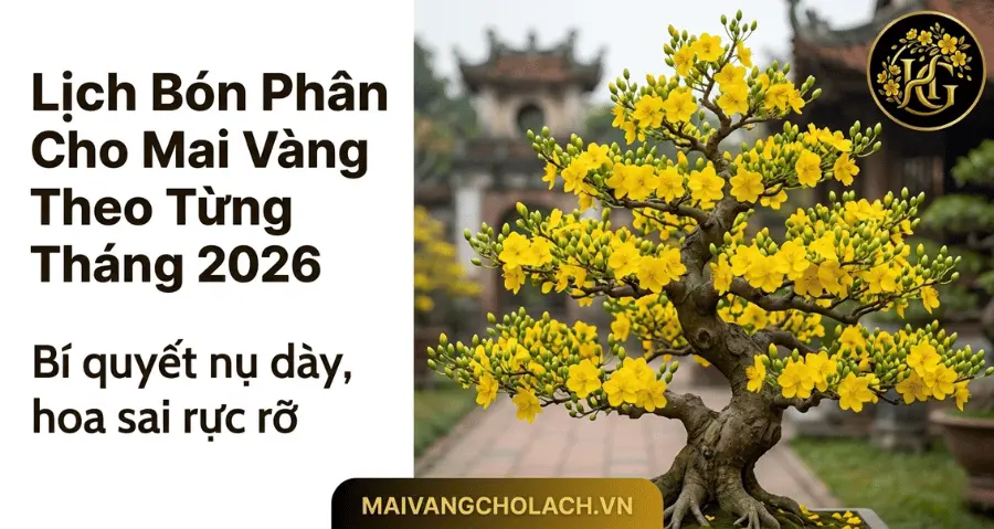 Lịch Bón Phân Cho Mai Vàng Theo Từng Tháng 2026 Chuẩn Nhất
