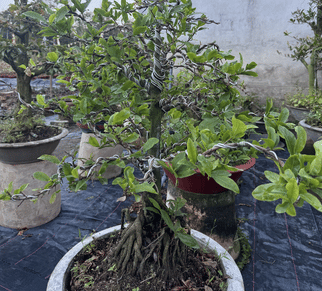 mai-bonsai-nghe-thuat
