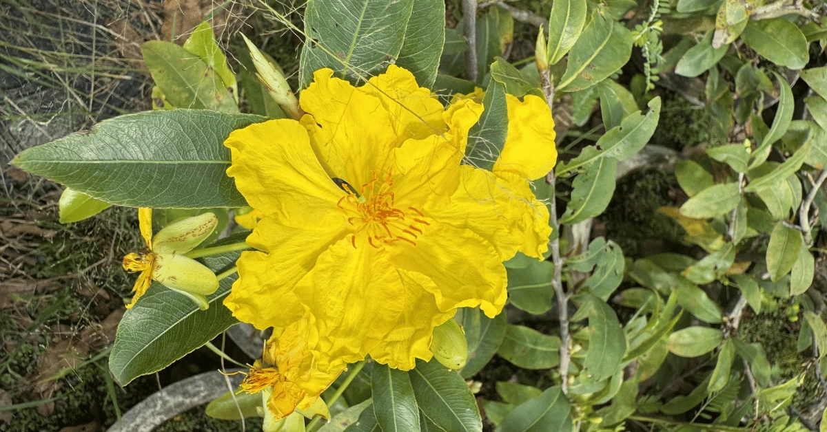 mai-ghep-dao-phu-tan.-thumb