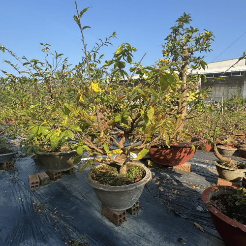 mai-ghep-lau-nam-tang-tron