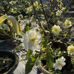 mai-ghep-nhi-ngoc-toan-da-canh