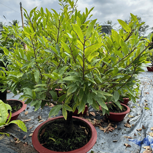 Chào tất cả mọi người!