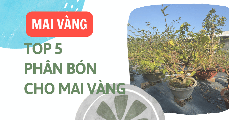 top-5-phan-bon-cho-mai-vang